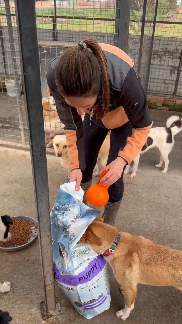 ⭐️DONATIONS NEEDED FOR FOOD ORDER⭐️
We need your help to pay our food bill!
Our last food bill totalled 82000 TL / 1580 euro / 1375 GBP / 1840 USD / 2550 CAD , and we are 100% dependent on your support to fund this!
Keeping all the dogs in a busy enclosure well fed isn't easy, and we need your help to keep our dogs well fed.
Could you help us out by donating towards our food costs?
Every contribution helps!
Please donate via any of the options in the following links:
http://linkin.bio/melezdogrescue
https://www.melezdogrescue.com/make-a-donation
https://www.paypal.com/donate/?hosted_button_id=8A2Y7Z8FTQVRQ&fbclid=IwY2xjawOeulZleHRuA2FlbQIxMABicmlkETFiZ2NrbDVERGxXa1IxZ2txc3J0YwZhcHBfaWQQMjIyMDM5MTc4ODIwMDg5MgABHoShDfMRsduRbOu_mLs8XLSQ2rrlZVskOsE2KPQ79MlEr1dNWexVQqrchUZF_aem_AWUwGOzYtz3qLsl12NQ_Wg
Thank you!!