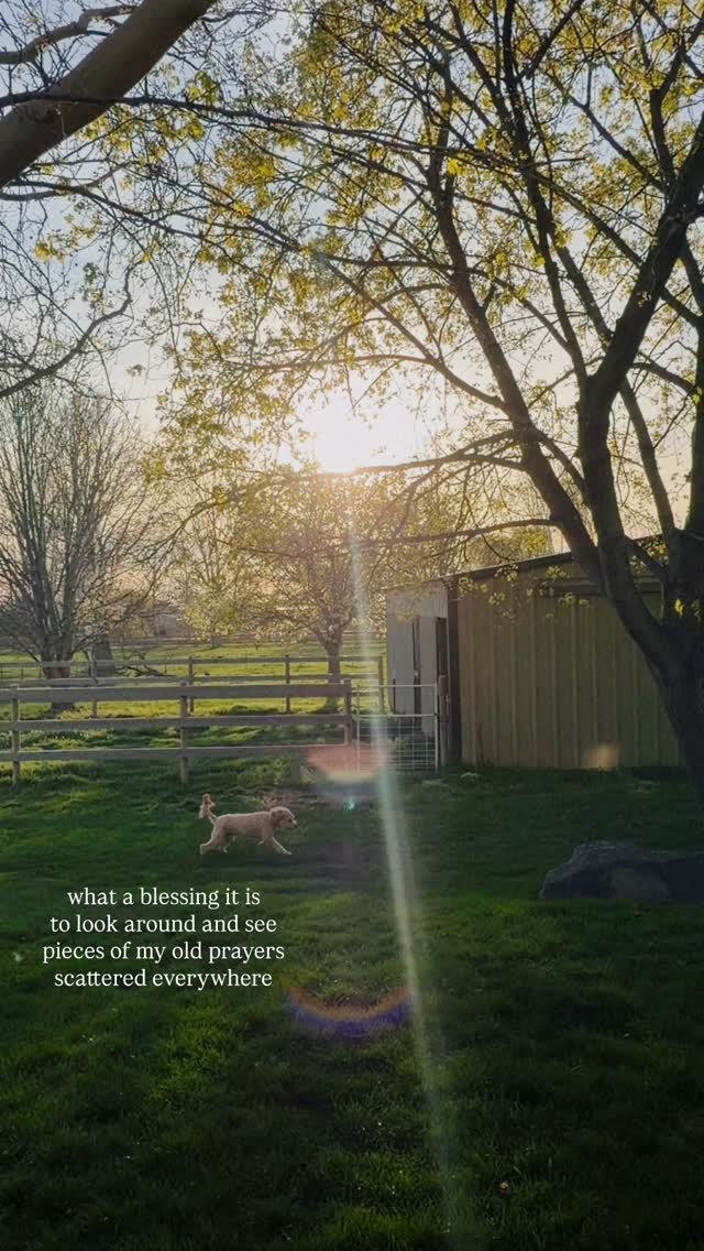 Golden hour.
Birds singing.
Stanley living his best life. 🐾🌾
Sometimes happiness is this simple.
#SimpleMoments #CountryLife #DogJoy #BackyardBliss #NatureTherapy