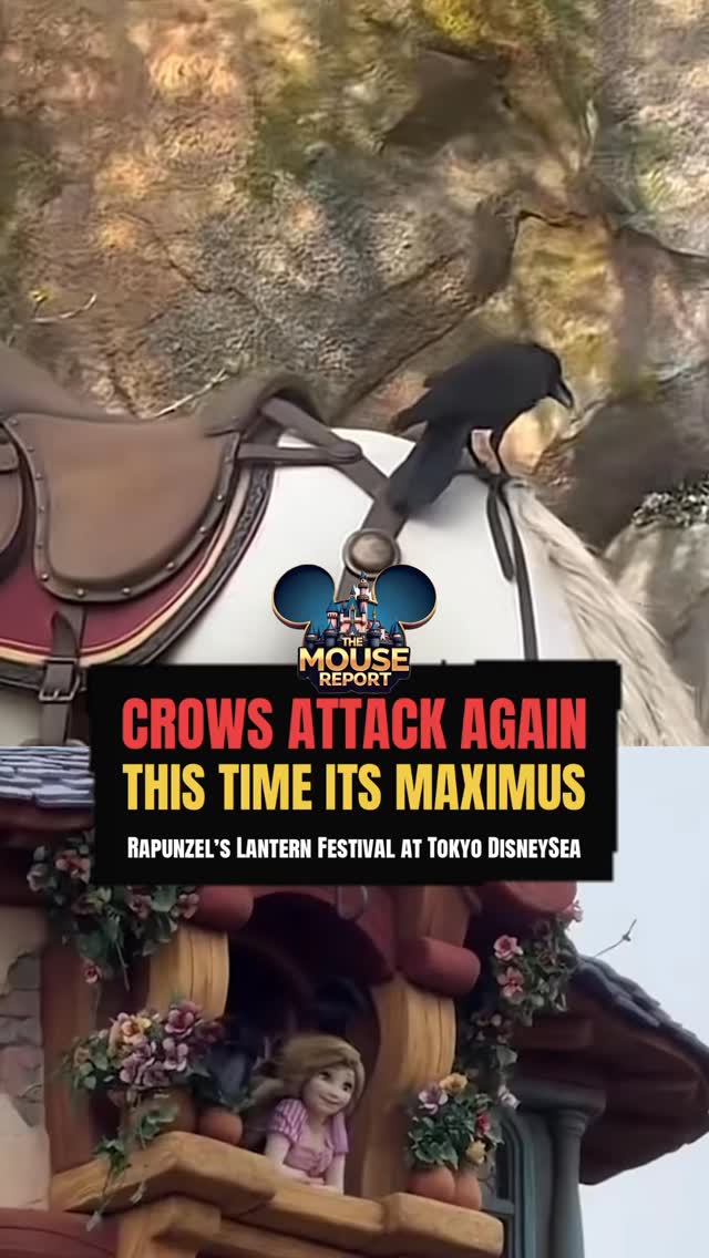 A couple weeks back we posted a video of crows attacking Rapunzel to get her hair, most likely for a nest! Now video is surfacing of crows going back again, this time for Maximus! This is all taking place at Rapunzel’s Lantern Festival at Tokyo DisneySea!
#disneysea #tokyodisneyland #disneyparks #disneynews #disneyadults
🎥 VIDEO BY - UNKNOWN