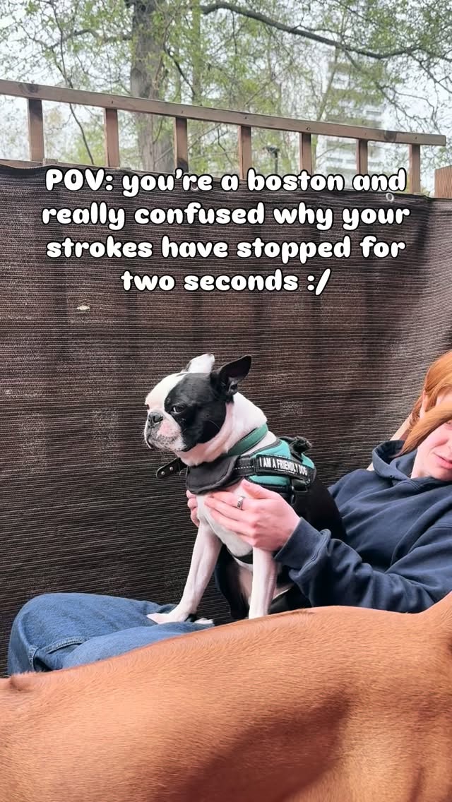 Even with words of affirmation Barkley is still really confused :/
#bostonterrier
#bostonterrierlove
#bostonterrierclub
#bostonsofinstagram
#bostonterrierofinstagram