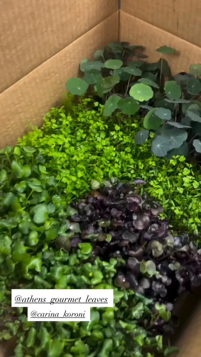 Thank you Chef @mpoutsikosswtiris and @carina_koroni for this vivid presentation 🙏
Wishing you a amazing and successful season 🙏♥️🎉
Your best choice in microgreens 🌱
Dirt Free Microgreens 🌱
Athens Gourmet Leaves 🇬🇷 Greek Microgreens 🇬🇷 Packed and delivered as fresh as it gets all over Greece🌱
Eat your greens 🌱
#supportlocal
#athensgourmetleaves #microgreensgreece #microgreens #gourmetcooking mediterraneancuisine greekrestaurants athensrestaurants greekchefs dirtfreemicrogreens gourmetcooking gourmet eatyourgreens microgreen artdelatable🍽 urbanfarming greekmicrogreens
verticalfarming madeingreece producedingreece chefstalk gastrobar culinaryarts culinary garnish chefsofinstagram cheflife happychef artonplate artonaplate7
Photo credit: Yiannis Giassemis
