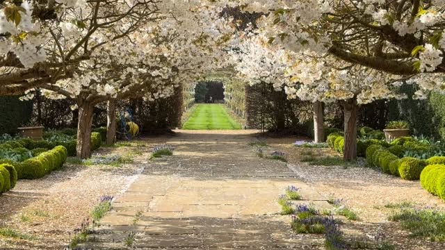 Snowing blossom today