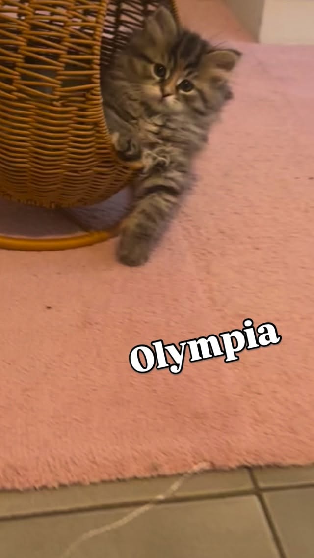 T Gekke uurtje 🥰
De kittens van Jadore
3 torti’s ♥️ en 1 blauwe heer 💙
De stoel met 3 poten en de oude kinderzitje blijven een topper… even neer gezet en ze willen der maar geen afscheid van nemen en liggen der heerlijk op. Okeee dan laten we ze lekker staan! 🤪
Kitten kamer moet nog verder aangekleed worden, kast moet uiteindelijk ergens anders.. klimmuur is in de bedenking😉 maar voor nu doet de kamer al prima. Binnenkort mogen ze de groep in als mama der humeur in bedwang kan houden 😅😂
Fun life of torti-tude 🫣😅