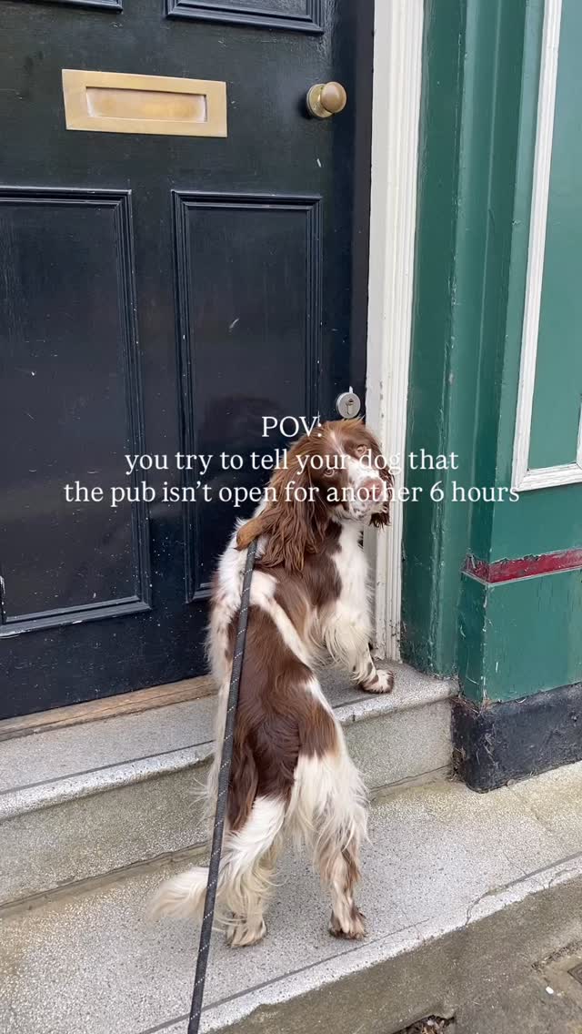 a good pub dog doesn’t exis…
#dogsofinstagram #dogslovers #sheffieldbusiness