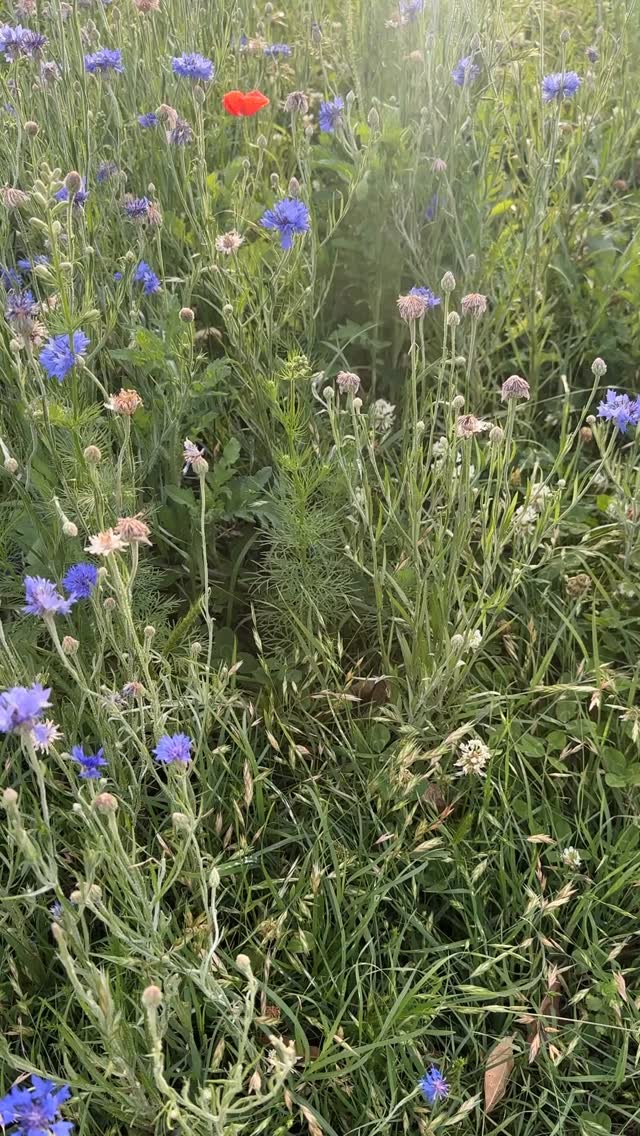 So magical.
#richardsontx #wildflowers #texasflowers #richardsonphotographer #dallasphotographers