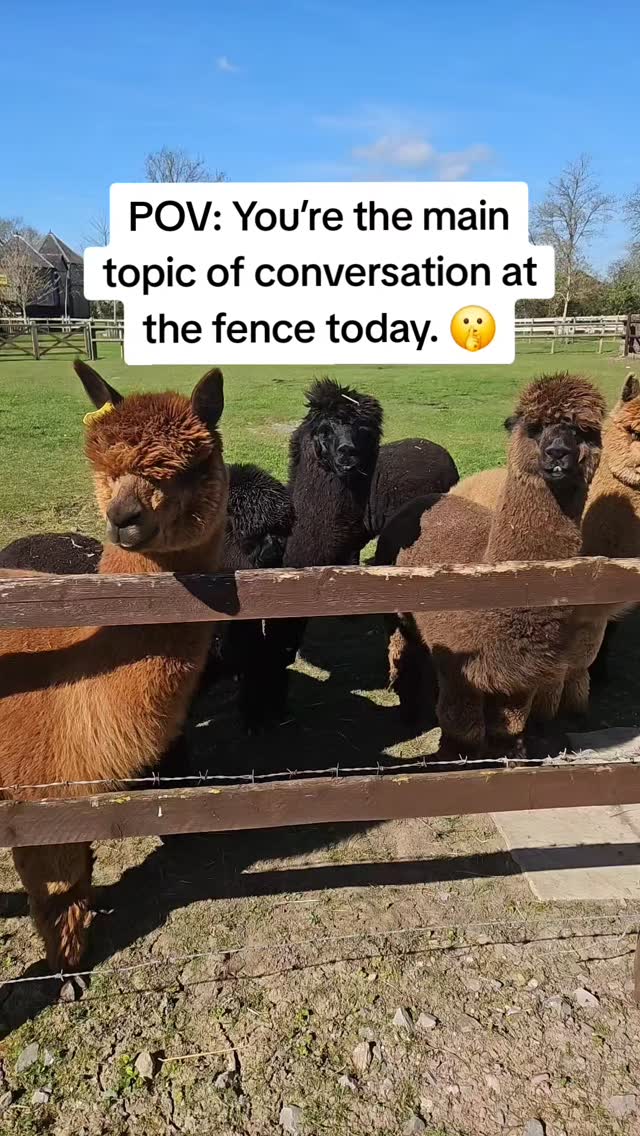 When the neighborhood gossip is just too good to ignore. 🤫🦙
#alpacalife #funnyanimals #naturevibes #pov