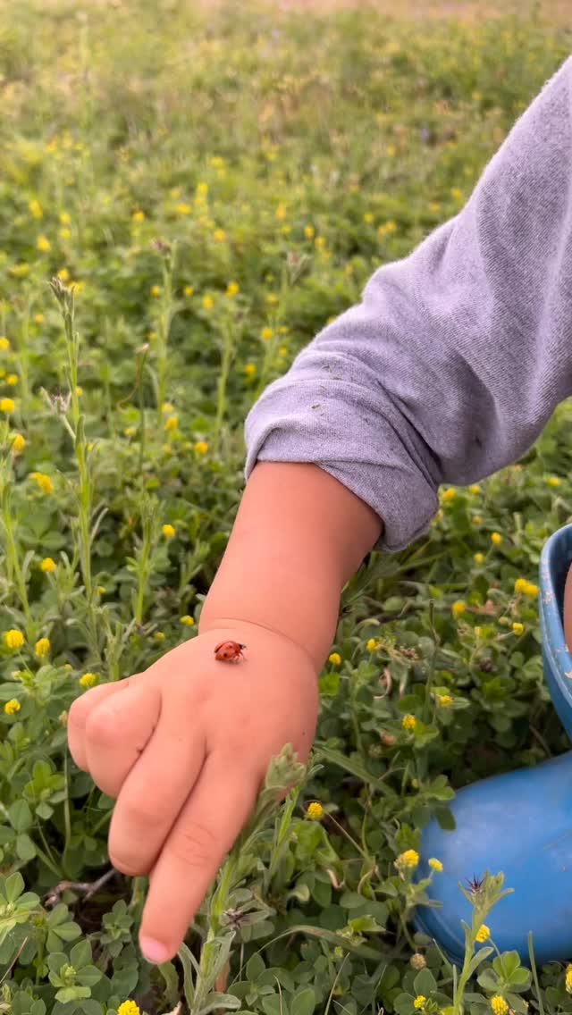 🐞 When we first moved here, the land was in rough shape due to neglect. One of the things we first did was populate the place with beneficial insects, including ladybugs.