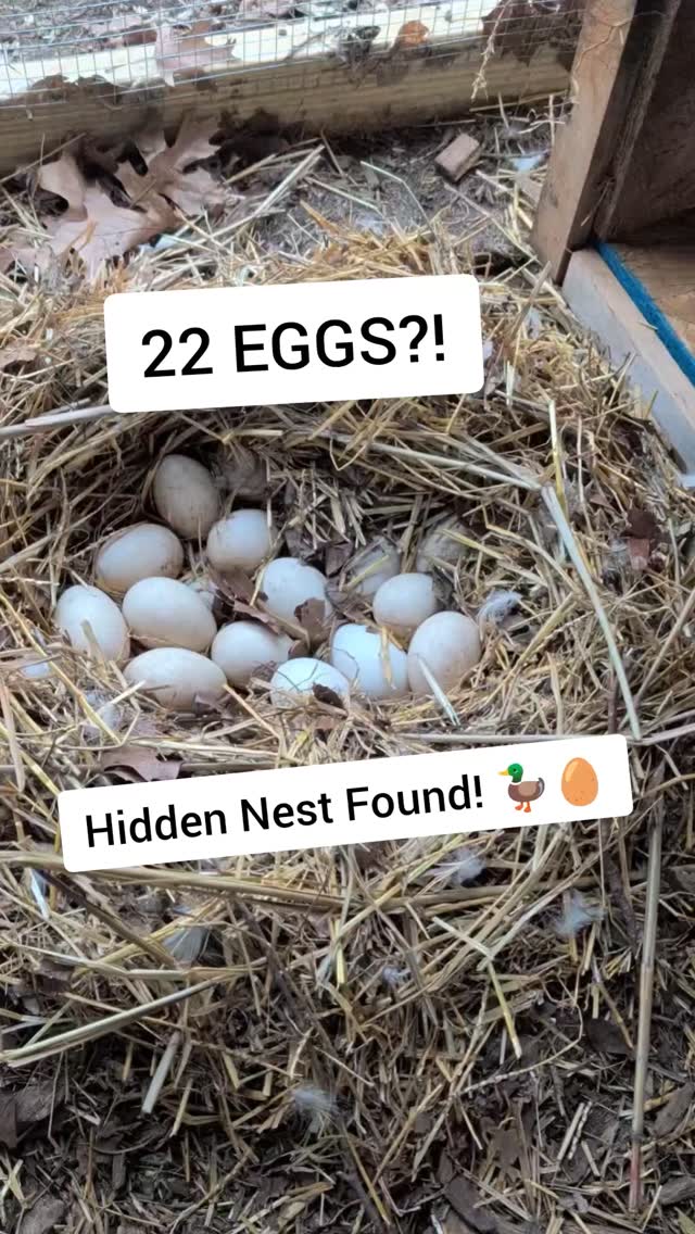 Our ducks have been busy… and we had NO idea 😳
We found a hidden nest in their coop with 22 eggs! 🦆🥚
Nothing better than these little surprises — spring is definitely on the way! 🌱
Have your ducks ever hidden eggs like this before?
#DuckEggs #HomesteadLife #BackyardDucks #SpringOnTheHomestead