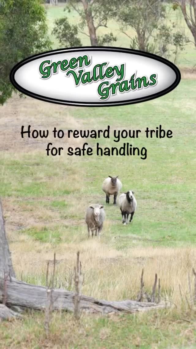 Keeping your tribe safe to handle is simple with Green Valley Grains.
Our Hobby Mix is the perfect way to support training & then rewarding them for being friendly & calm.
Made with clean, fresh seeds & grains 🌾
In our 100% 🇦🇺 Aussie owned & operated FeedSafe Feed Mill.
#greenvalleygrains🌾 #feedclosetonature #australianmadeandowned #madefreshinaustralia