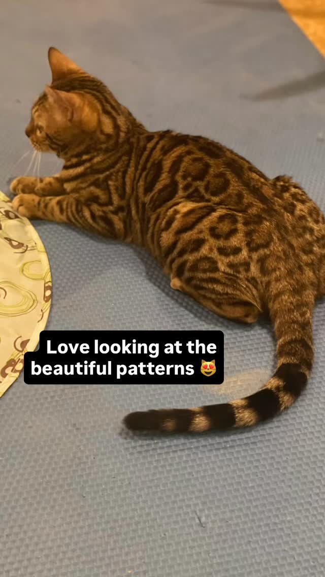Isn’t she beautiful 😻 #bengal #bengalcat #bengalcatsofinstagram #cat #fyp