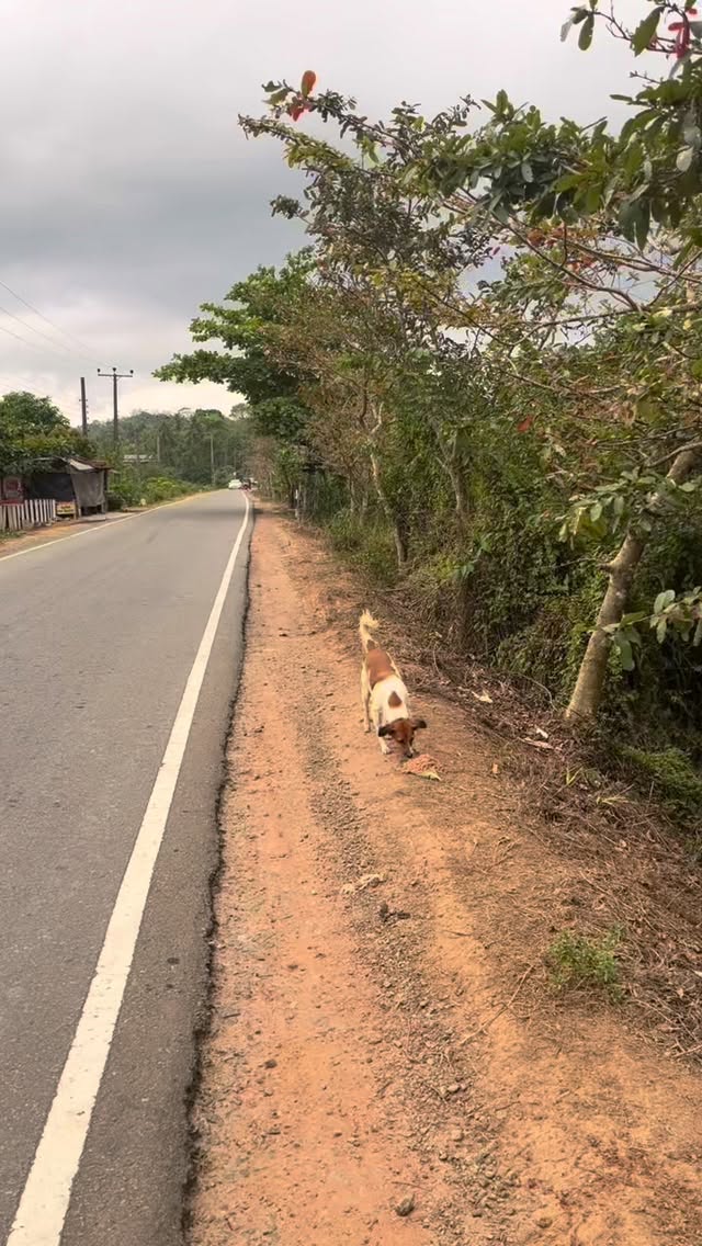 Behind those kennel bars is a heart just waiting for a best friend. 🐾 These pups don’t care about fancy toys; they just want a loyal human to love. By adopting, you’re giving a lonely soul the companionship they’ve been dreaming of. Open your heart and bring home a friend today. ❤️🐶 #RescueDog #AdoptDontShop #srilankatravel #volunteer #animalwellnesstrust