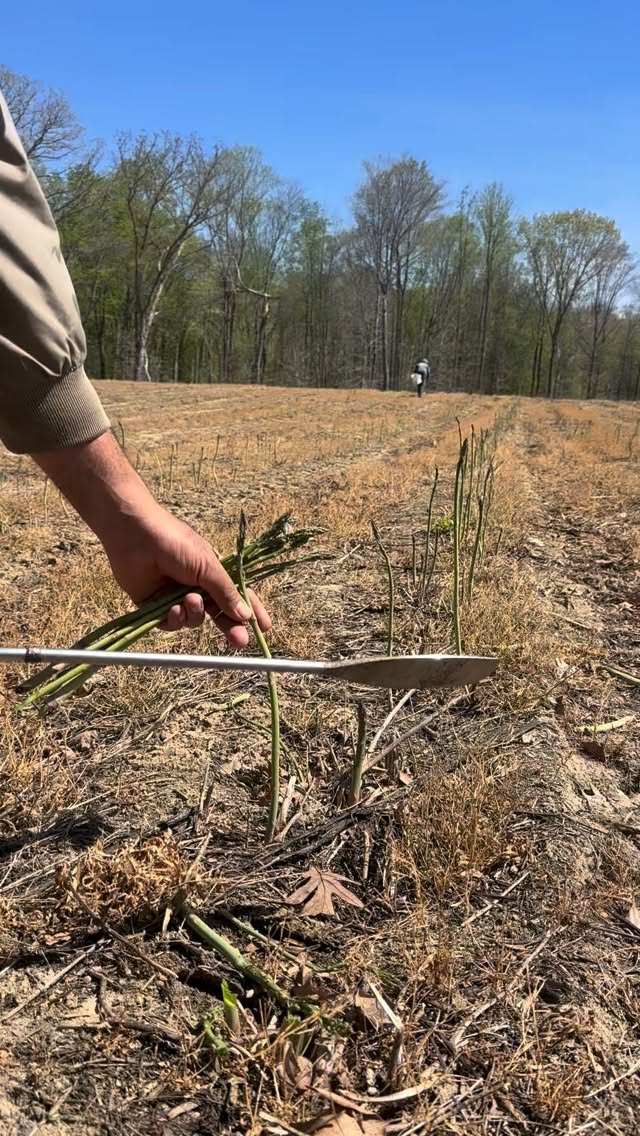 guess what time it is.. it’s asparagus time 😋 #farmlife #blessed #greatful #thankgod