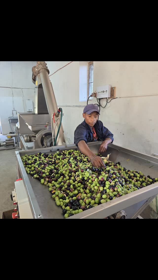 Harvest 2026: done & dusted 🌿✨
What a season it’s been at Klein Nektar — a record harvest of 6 tons of olives, all picked by hand over 3 days by an incredible team of 11.
Within hours of picking, our olives were cold pressed to lock in all that freshness — yielding 820 litres of beautiful extra virgin olive oil. Liquid gold in the truest sense.
#OliveHarvest #ExtraVirginOliveOil #FarmLife #HarvestSeason #Kleinnektar