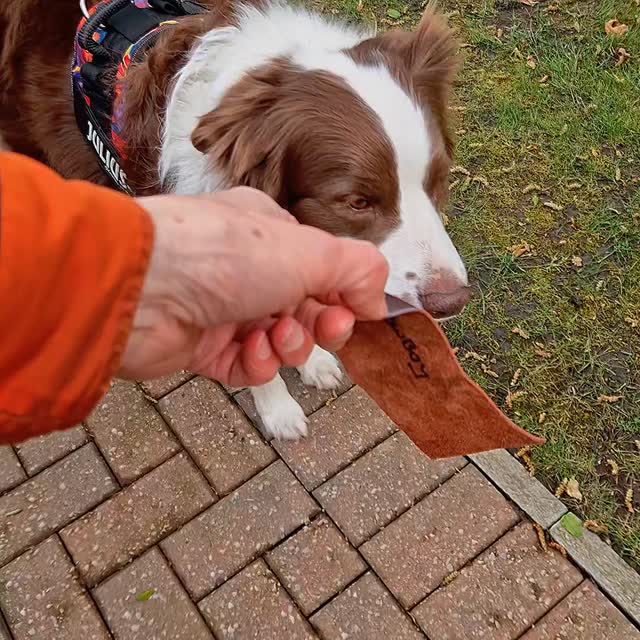 There was lots of joined up thinking from our dogs today, and we dodged the showers while #mantrailing at #Didsbury.
Team Rusty completed their first assessments yesterday but we're straight out today for more! Rusty is so friendly but is working hard on 'work' when she is trailing. She didn't make it look like work though and did super trails for both person and pet finds! Great trailing and congratulations on passing your assessment 👏 👍 🥳
Bugg has such an excitement in his trailing. It's also lovely seeing him become so much more detail oriented. He has previously been a big air-scenter but his approach now is much more thorough, though being a collie he does it all with super efficiency, checking all options before committing. Super handling too, this team work so well together. Bugg was properly tiring after solving his first puzzle but did great. Well done Team Bugg 👏 👍 🙌
Another detail-oriented trailer, Misty is really finding her rhythm. The winds were quite brisk today and working on hard surfaces is hard for our dogs. This is where detail shines and Misty made great choices that we're well supported by her teammate. Together they made super finds, finding directional clues at dead ends and working calmly and methodically to locate their runner. Great work Team Misty 👏 👍 👌
Super trails today. Why not join us at #AlderleyEdge village on Friday 10th April