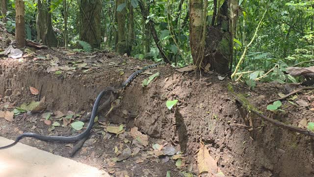 How not to love my job!
Mica about 2 meters
#misticohangingbridges #fortuna #guidedtours
