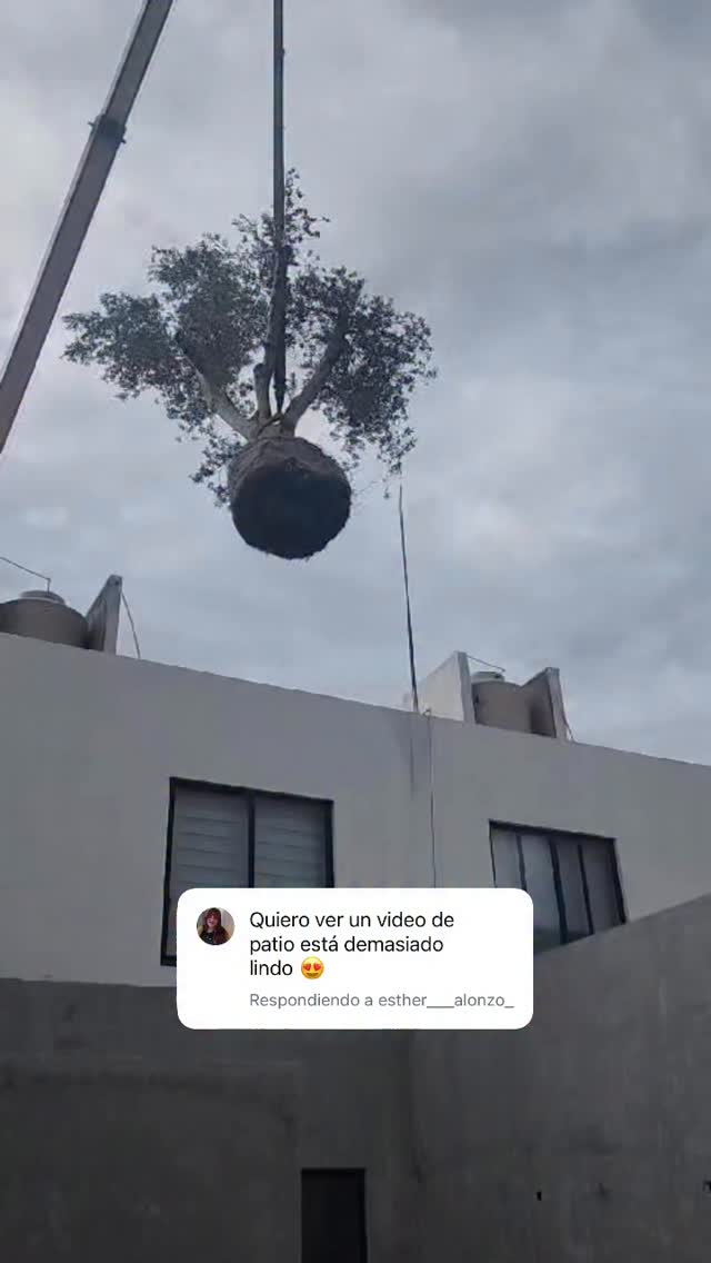 PARTE 2 / El señor del olivo tiene fandom y yo no estaba preparada para hacer el ridículo 😂🌳
Aquí el tour completo… con sus prioridades claramente definidas.
#Patio #olivo #elseñordelolivo