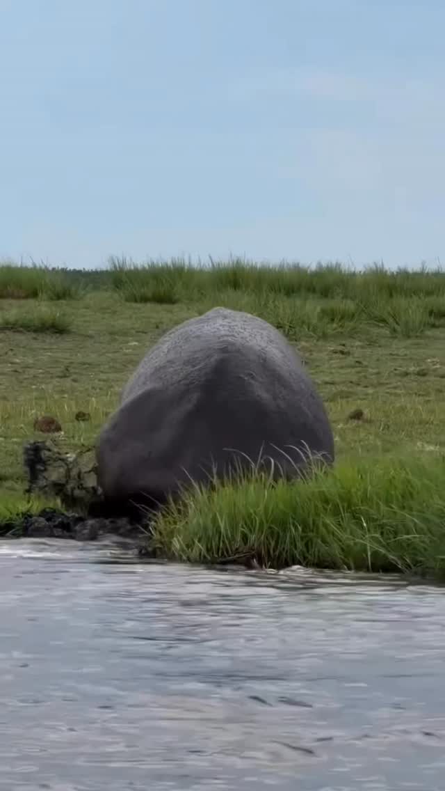 Did you know hippos don’t just poop?
Using their tails like a propeller, they spray it around to mark territory and communicate.
On a luxury safari with Wenzi Travel, you’ll witness incredible wildlife moments like this during thrilling game drives, then unwind in beautiful luxury lodges under the African sky.
Ready for your next adventure?
EhatsApp: 0769 992 291
Email: info@wenzitravel.com