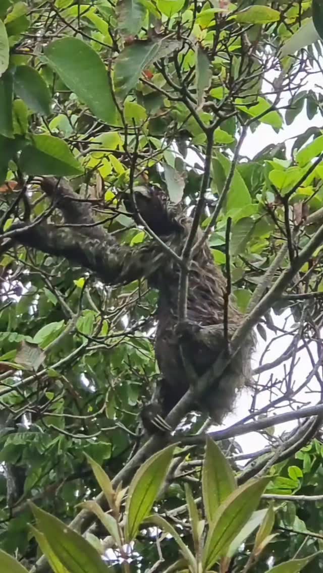 Festival de paresseux à Cahuita 😍
En deux jours nous avons pu observer un dizaine de paresseux !
Des moments suspendus tout simplement magique.
Connais tu la différence entre les deux types de paresseux ?
Dis-le moi en commentaire. Une vidéo explicative arrivera bientot ici 😇
#parresseux #costaricasloths #cahuita