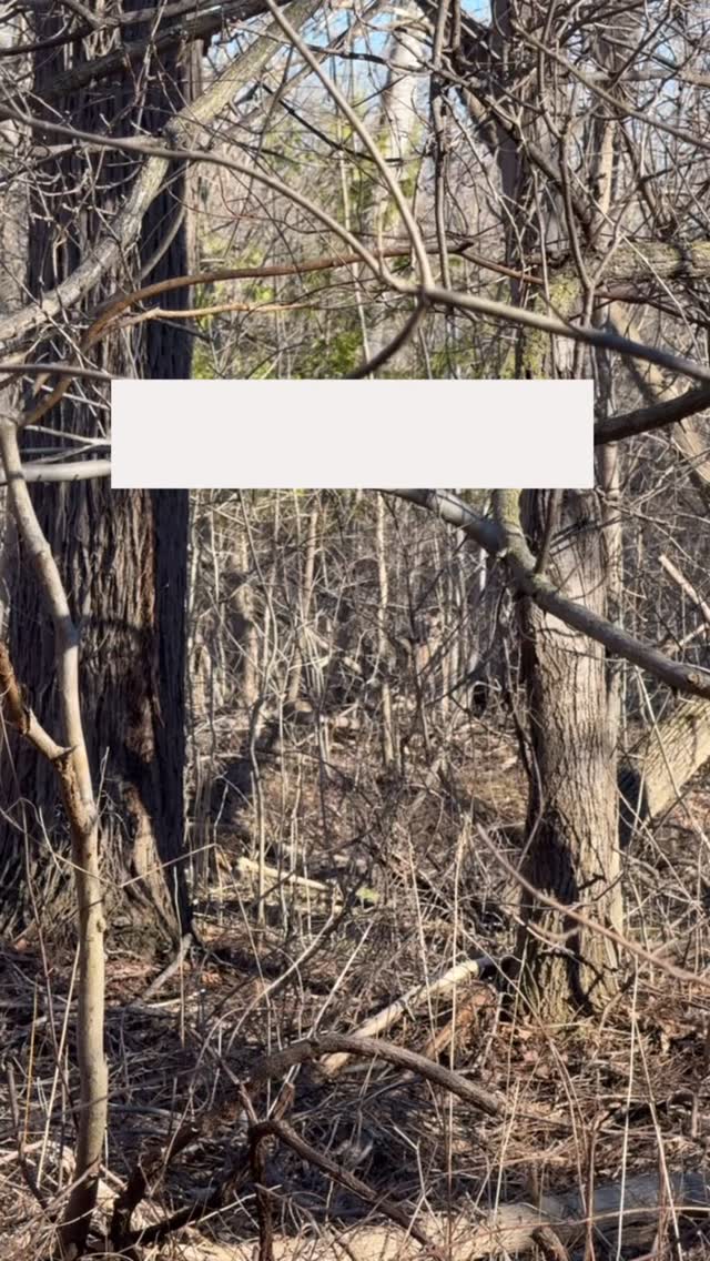 It’s not fun finding ticks in places they shouldn’t be… but don’t let them ruin your time, just get disciplined with what you do after spending time outdoors!
Tick tips!🔥
- Wear lighter gear so you see them crawling before they latch on.
- Tuck your pants into your socks and check your pocket folds, belt buckles, and seams.
- Don’t wash your clothes right away, instead throw them in the dryer on high heat for 15 mins.
- Double check everything! Armpits, groin, back of neck, scalp, and don’t forget your pets.
Survival tip ⭐️ Get familiar with the wildlife in your area! You’d be surprised how many “tick taxis” are roaming your local trails and backyard. For up-to-date maps on tick activity in your region, search Canada.ca ticks or visit eTick.ca. Stay informed, stay safe!
Want more tick tips? Check out the pinned post on our page for another neat tip on tick prevention and staying bite free! 🙌
#tickseason #outdooreducation #survivalskills #ticks #outdoorsafety