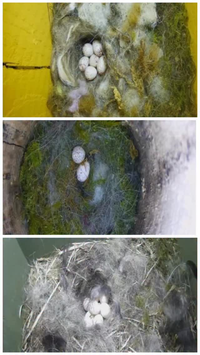 This morning’s egg count so far……
6 great tit
2 great tit
9 blue tit
❤️