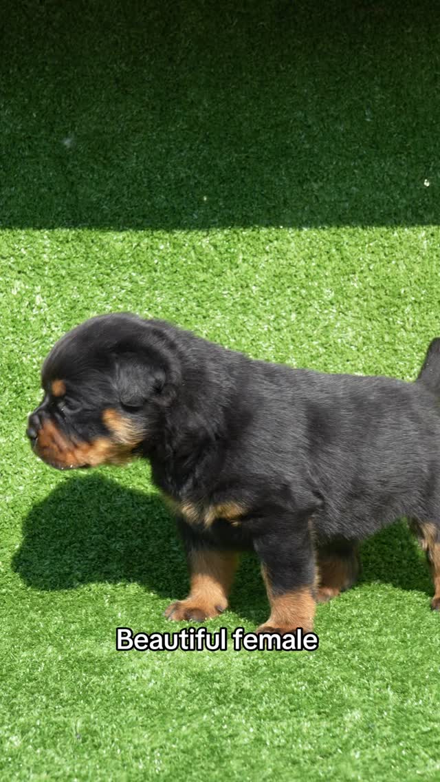 đ Follow us on Instagram for more đ @rottweiler_derfestung
Step into the world of Rottweiler Der Festung â where powerful European bloodlines, structure, and temperament come together to produce exceptional Rottweilers. đ€
From impressive adults to the next generation of puppies, we share the journey of our dogs, their training, growth, and daily life.
#RottweilerBreeder #rottweiler #rottweilers #dog #fyp