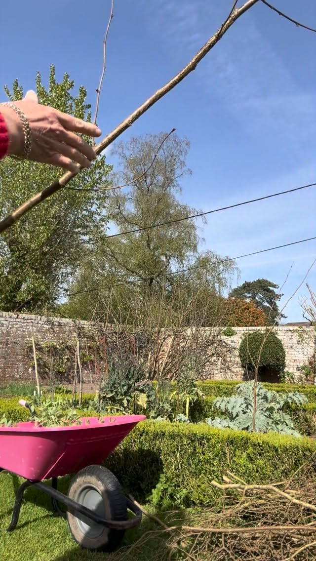 Have you planted your sweet peas yet? Mine are desperate to be in the ground but I needed to have my hazel twigs in place first. I managed to find a few hazel sticks foraged from my garden and some taller ones have been given to me. As I’m still on light garden duties I managed to put these in position but now I just need help planting the sweet peas. #Sweetpeas #twigs #hazel #gardening #grow