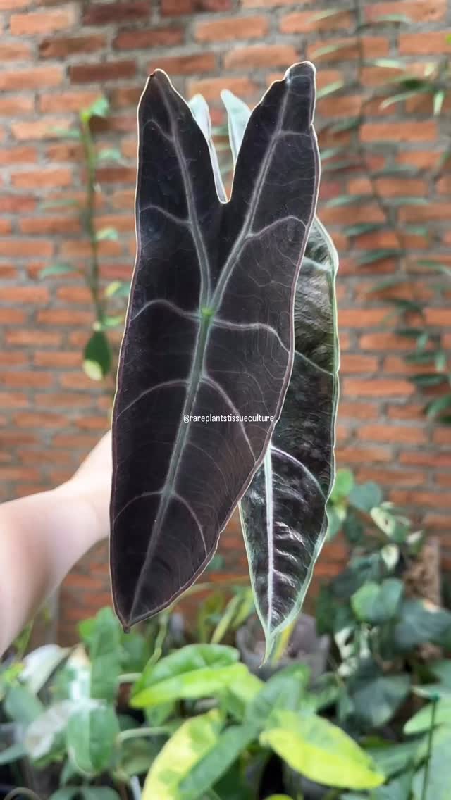 Long, dark and sexy 💜 Alocasia Black Cobra
Newly available potted and in-vitro
#alocasiablackcobra #alocasialover #rareplantstissueculture