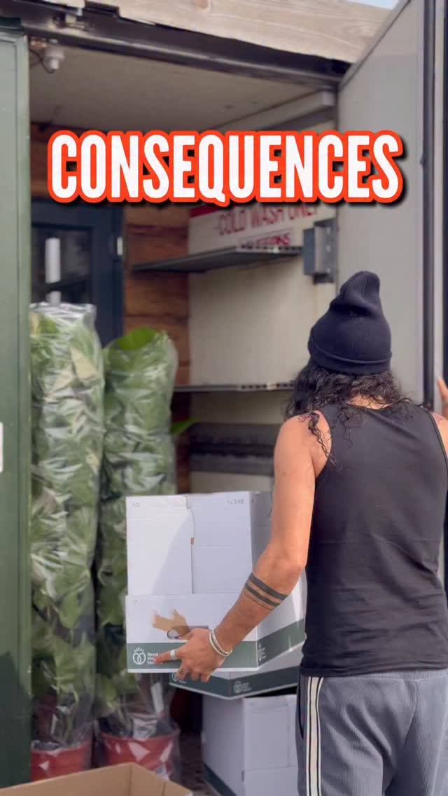 A lorry full of plants turned up today.
Which is fine.
Totally normal behaviour.
Some of these are subtle.
Some of them feel like they’re about to change your personality.
Either way… they’ve got that look about them.
And I don’t trust it.
New Stock Live On My Website Now!
One love, tiny phone people ❤️🪴🫶🏽