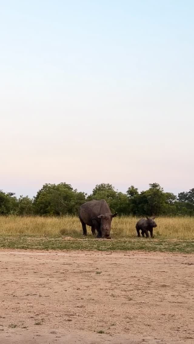 Don’t you also just love baby animals!
We spotted this sweet (and curious) little Rhino calf and Mom peacefully grazing and going about their business.
Topped off by a lovely sunset snack stop.
Perfect end to a Siviti day.
#safari #africansafari #wildlifeofsa #wildlifesafari #wildlifeofinstagram
krugernationalpark thornybushgamereserve luxurysafari luxurysafarilodge travelsouthafrica southafricasafari big5 conservation thisissouthafrica soulful_moments wildlife