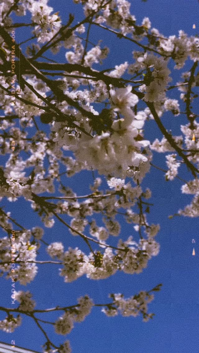 Ein Moment des Seins –
unter diesem Baum.
Das Weiß der Blüten – klar und frisch –
vor diesem tiefen Blau des Himmels.
Das Licht glitzert leise,
der Wind streicht sanft durch die Zweige,
kaum hörbar, wie ein Atemzug.
Ich sitze hier,
spüre meinen Körper,
den Boden unter mir,
das einfache Dasein.
Der Blick ruht in den Blüten,
Gedanken werden still,
lösen sich,
versinken in dieser leichten Fülle.
So viele einzelne Blüten –
und doch wirkt alles weich,
getragen, verbunden
in diesem stillen Moment.
Nichts drängt.
Alles passt.
Ein Moment, der mich hält.
Einfach ein Geschenk.
Einfach wunderbar.
Diesen Moment
möcht ich mit dir teilen.
Was machts mit dir?
#achtsamkeitimalltag #enjoyeverymoment❤️ #mentalhealth #audhs #neurodivergenz