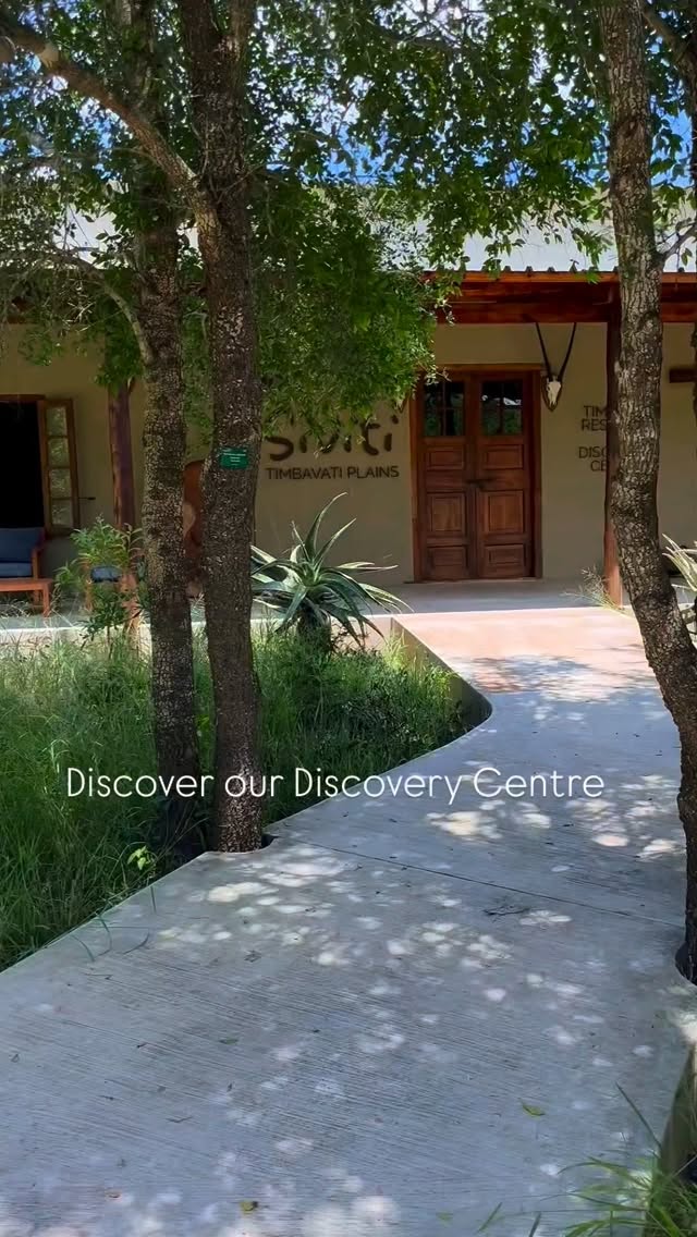 Sometimes the best safari stories don’t happen in the back of a Land Rover.
If you have a bit of a curious streak, the Discovery Centre is where the smaller details finally start to click. It is the perfect spot for those slow, rainy afternoons when you want to dive a bit deeper into the “why” behind what we see on a drive.
Our guides use the space to bring the bush to life in a different way. You can get a close look at the tear marks on a cheetah or really study an antelope skull to see the story it tells.
We know mounted specimens aren’t for everyone, but they honestly open up teaching moments you just can’t get while a cat is moving through tall grass.
It is hands-on for the kids and unexpectedly fascinating for the adults. Next time you’re between drives, pop in and see what the fuss is about.
#safari #africansafari #wildlifeofsa #wildlifesafari #wildlifeofinstagram
krugernationalpark