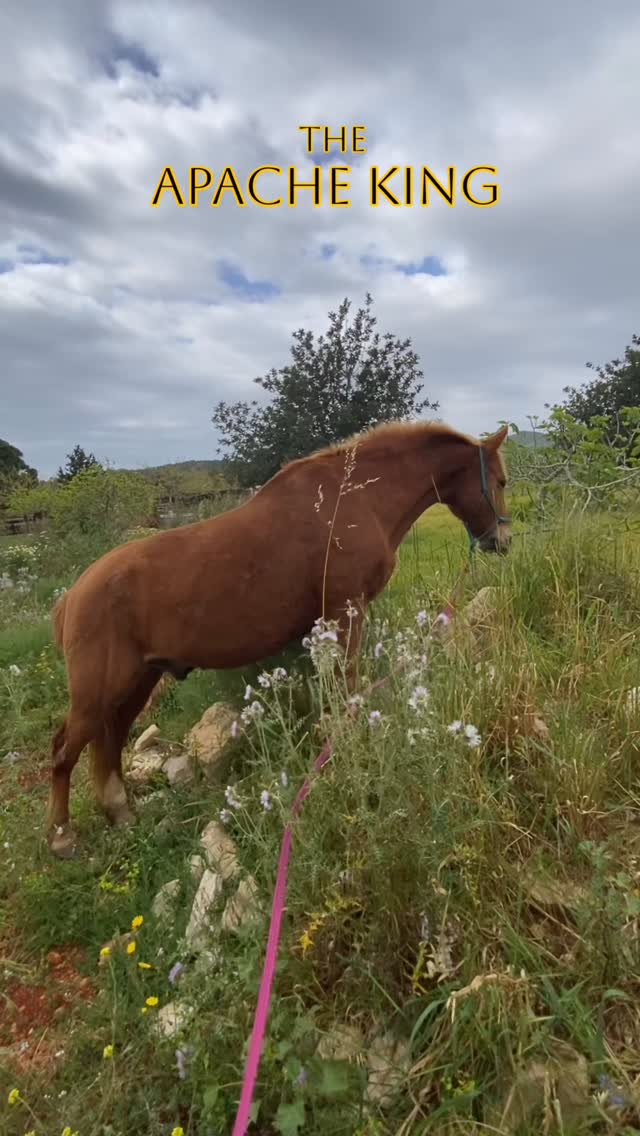 Last week was Apache’s bday. 🤗 I’ve had him since he was born. 24 years together…and still on a mission for the best grass in the field. 😜
We’ve been through a lot, and this season of healing feels different. Seeing him like this again, it means everything.
Grateful for the support along the way (@nutra_horse 💚 and @atzaro_valley_horses 🤍).
My king. Always. 🥰
#horsebud #soulhorse #seniorhorse #equinewellness #horselovers