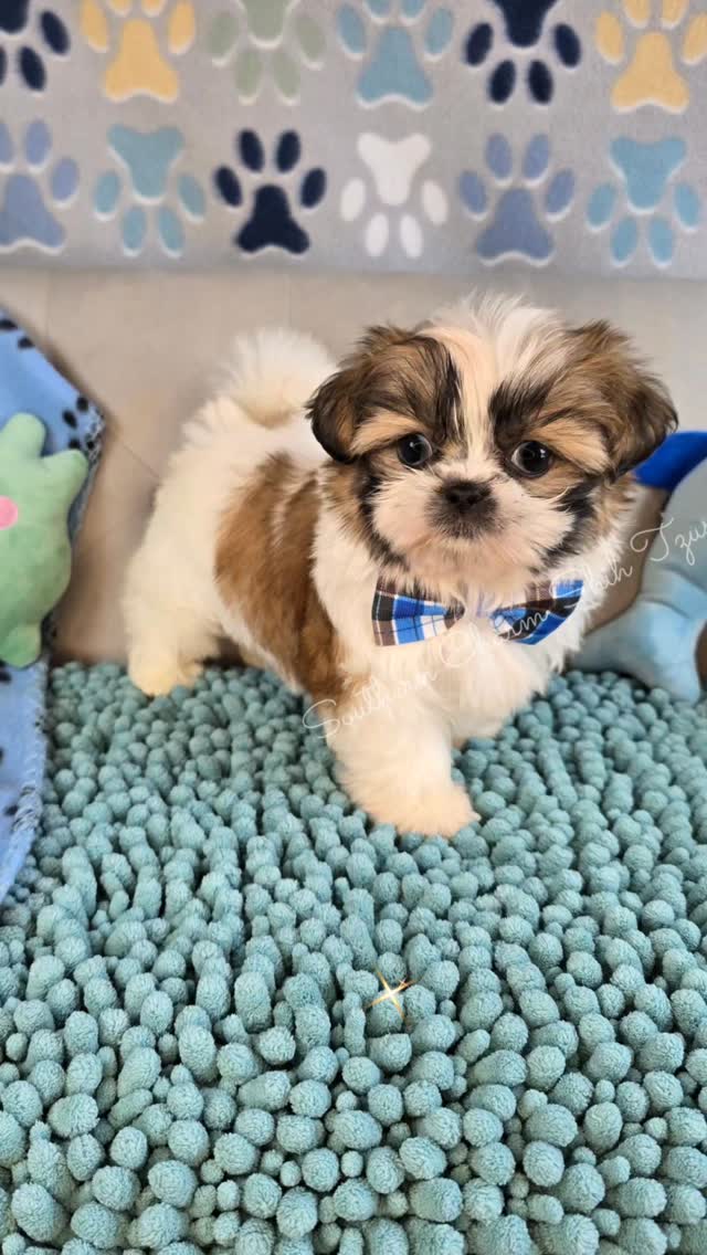 It's Disco time! 🎶 This adorable red boy is both sweet & sassy! He'll do zoomies right in your lap then cuddle up for some loving! 💙💚💙
www.southerncharmshihtzus.com 🐾 706-296-5239
#redshihtzupuppy #shihtzusgram_feaure #shihtzupuppylove #souththerncharmshihtzus #shihtzusofig