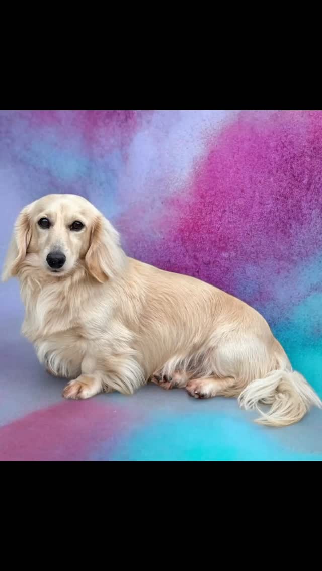 This dude just keeps getting more incredible #minidachshund #dachshund #miniaturedachshund #ethicalbreeder