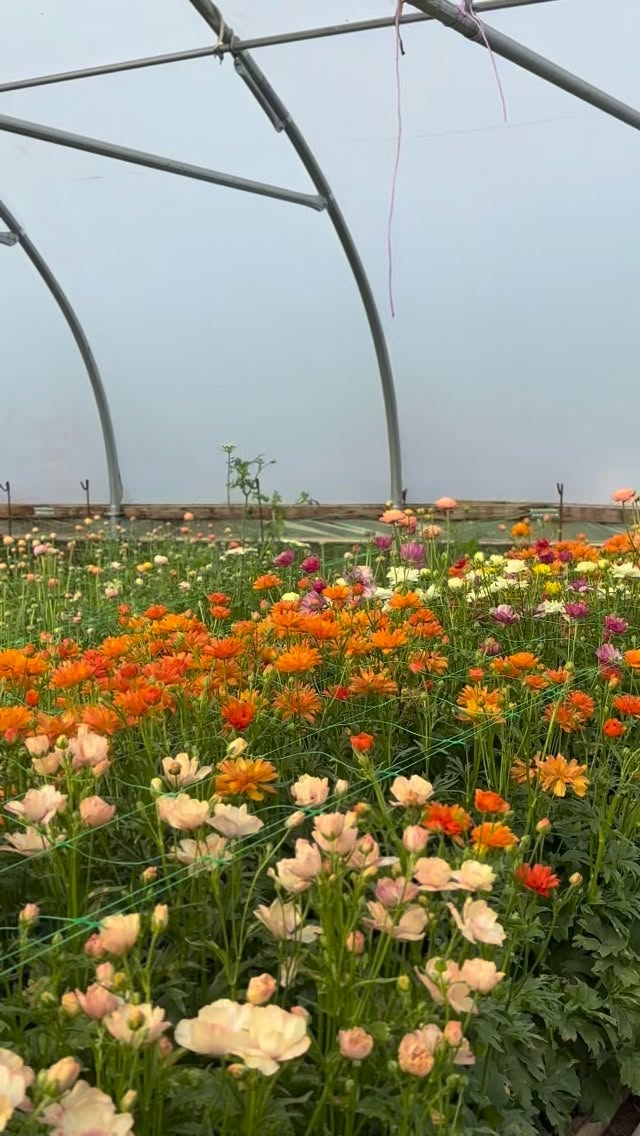 The tunnel is bursting with beautiful ranunculus this morning!