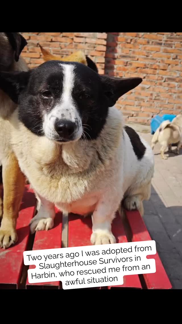 Yesterday was Izzy’s Gotcha Day ❤️🐕
She’s been with us 2 years now and she wanted to share a little bit of her story 😊
Thanks so so much to @slaughterhouse_survivors who rescued Iz and who save so many dogs like her. Please take a look at their page to see what they’re doing to save dogs from horrendous situations right now. 💔
Izzy has changed our lives and I love her so much. She makes me smile every day and we’re so lucky to have her ❤️☀️
I just wish she’d never had to go through what she did, and that more people could support rescues & stop breeding and buying, because the situation (in the UK & all over the world) is absolutely desperate 🐕 x
#rescuedogs #rescuedogsrock #slaughterhousesurvivors #gotchaday #adoptdontshop