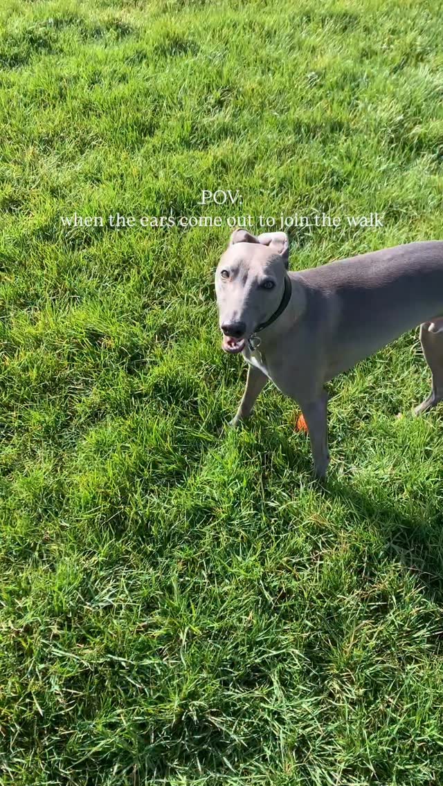 POV: when the ears come out to join the walk 😂
#whippetlife #whippet