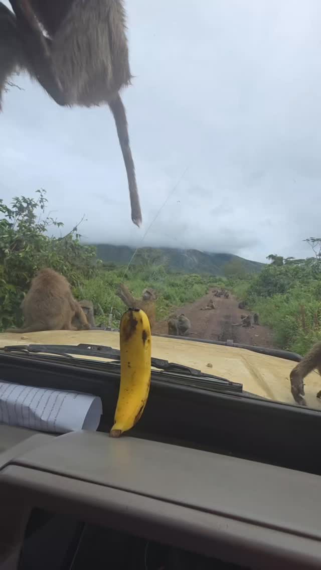 When you see free snacks… but forget about physics 😂🐒
This cheeky Vervet monkey thought the bananas were easy to grab — until the windshield said “not today!” 🍌🚗
Safari rule: not everything you see is within reach 😄
📧 info@gnadesafaris.com
📱 WhatsApp +255793832959
#SafariMoments #FunnySafari #TanzaniaSafari #WildlifeFun #GnadeSafaris 🐒🍌😂