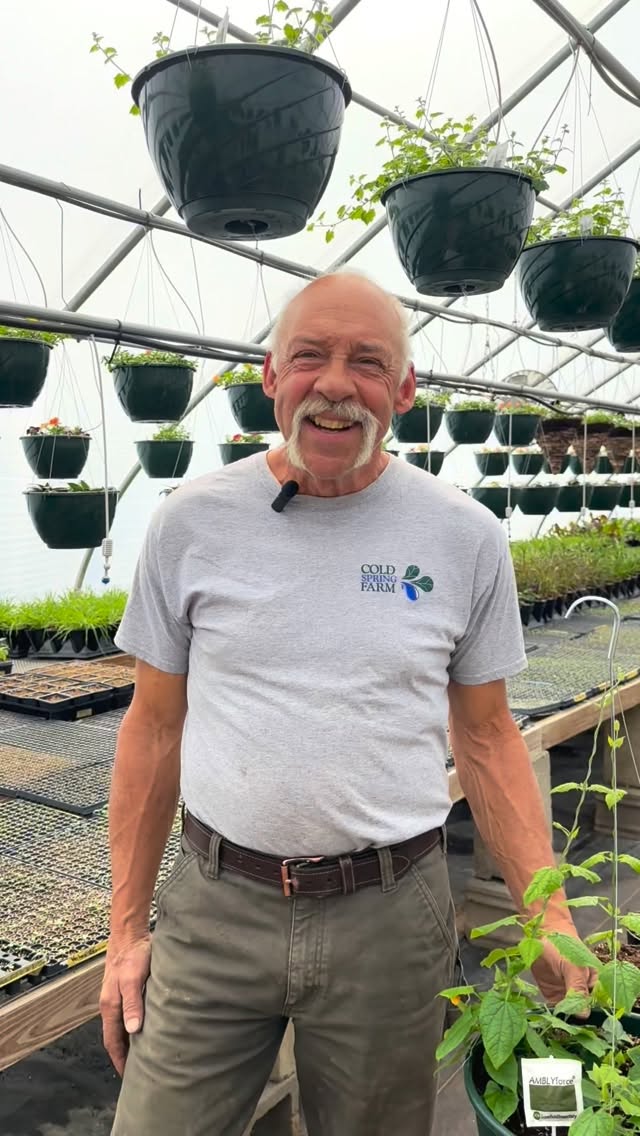 Have you noticed those lollipop shaped things in your hanging baskets? π€ Theyβre an important part of our pest management system!
#PestManagement #buylocal #greenhouse #coldspringfarmny #schohariecounty