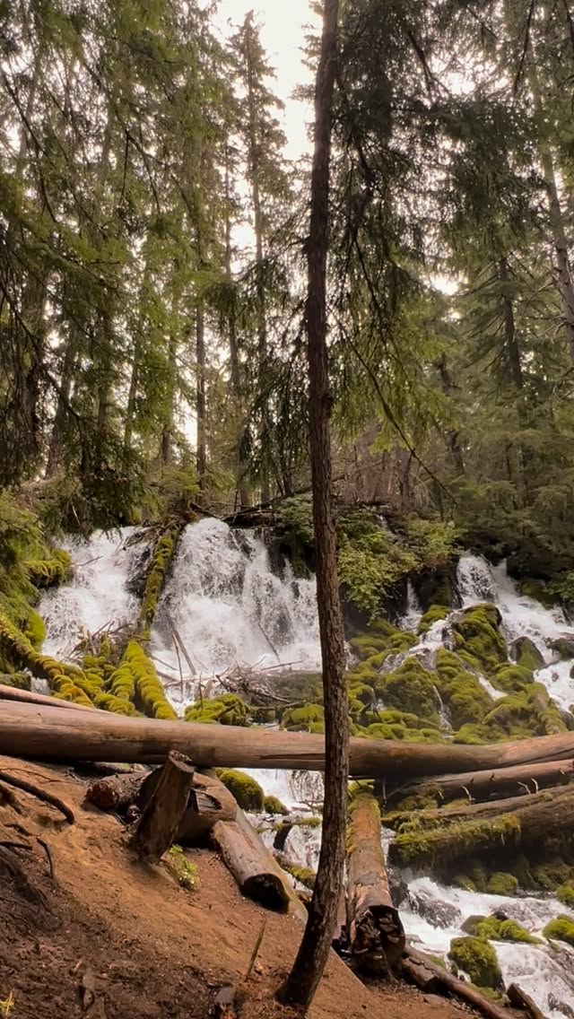 Watch this 3 times to cleanse your algorithm with nature.📍 Clearwater Waterfall, Oregon 🌲💦🌲
#waterfall #beautifulnature #pnw #instatravel #calm