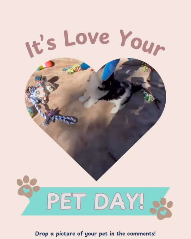 Honestly? Every day should be National Pet Day. 🥹
Our Cavaliers don’t clock in and out of loving us, they’re all in, all day, every single day. The tail wags when you walk through the door. The cuddles when you’re having a hard one. The way they just know.
That’s not a once-a-year thing. That’s a forever thing. 🤍
Here’s to today, and every day after it, spent with your furry best friend by your side. 🐶
✨ From our little ones to yours, happy National Pet Day!
.
.
.
#tinkerpups #nationalpetday #santabarbara #bestfriend #lifelongcompanion