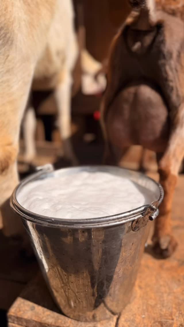 Not all goat milk soaps are the same. Not all traditionally made soaps are the same. We all use different ingredients with different ratios. My preference is as natural as possible with food grade colorants, oils and butters.
The key ingredient here that can be so different is the raw fresh creamy and delicious goat milk from our own herd here. No water is EVER added. The additional fats and nutrients enhance this amazing little bar.
Little fact.....I would never have started making soap if I didn't own this special herd. Another fact.....we would never have goats if the now 21 year old hadn't begged 😝
Farm life has its days of ups and downs but I wouldn't change it for anything #goatmilksoap #goatsoap #goatdairy #skinlovingingredients #naturalsoap
