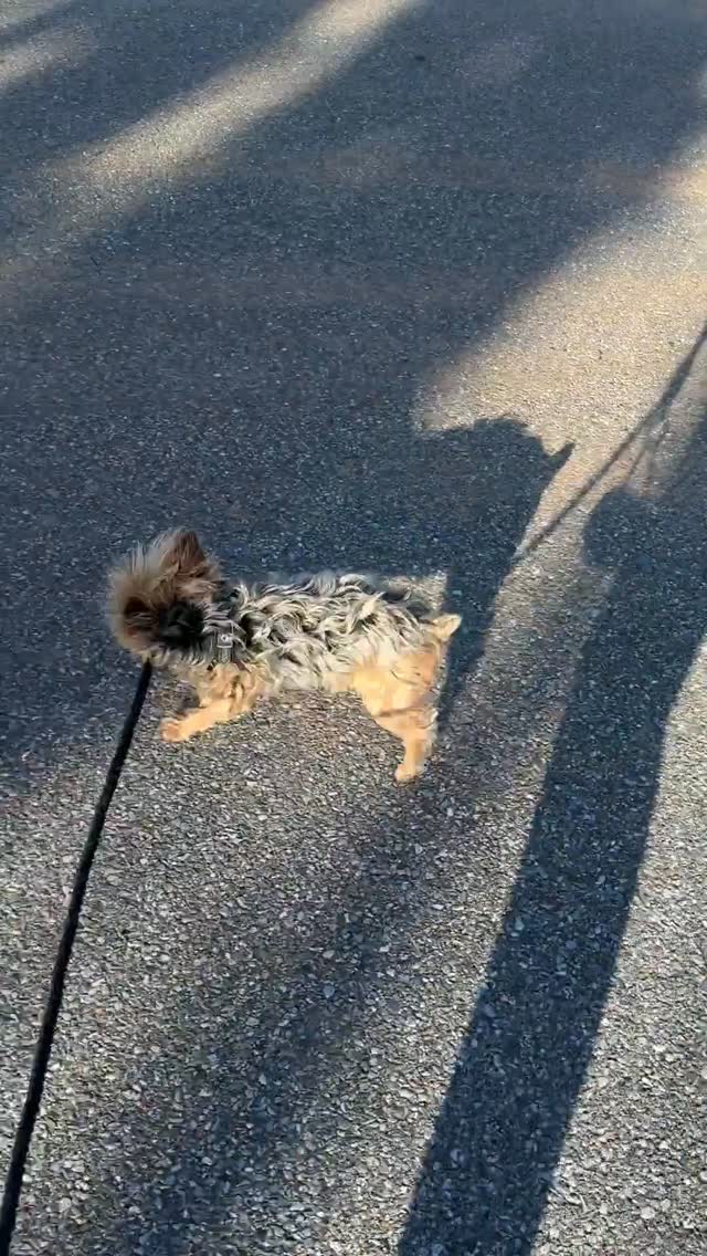 Joshua doesn’t just exist… he runs operations 😂
Tiny body, full CEO energy.
👇 Tell me—does your Yorkie act like this too?
#YorkieLife #YorkieCore #SmallDogEnergy #DogTok #YorkiePersonality