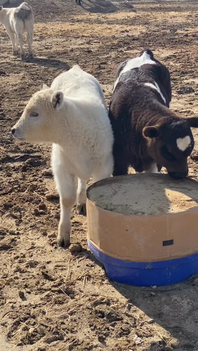 Give your calves the start they deserve 💪
Set them up for long-term success with proven nutrition from AgriBest Feeds.
Stronger starts. Healthier herds. Better results.
🔗 agribestfeeds.com
#AgriBestFeeds #CalfCare #CattleHealth #RanchLife #LivestockNutrition