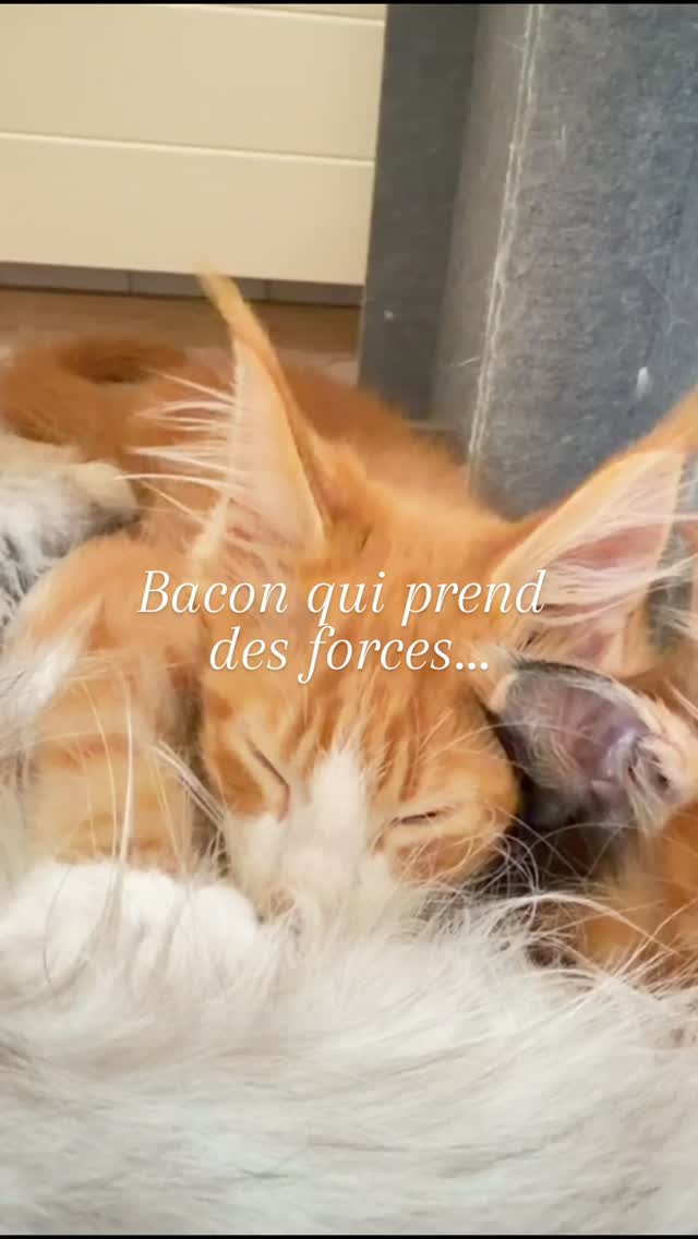 Bacon qui tète maman, il va bientôt rejoindre sa famille 😻
Carine Zimmermann
Éleveuse de Maine Coons
Affiliée au Cat Club Romand
Praticienne en technologies de bien-être animal (Électromagnétisme)
Domaine de l’eau vive
1724 Bonnefontaine
+41 79 281 93 88
www.lescoons.ch
#chatheureux #mainecoon #kittenlove #chatonmainecoon #chat