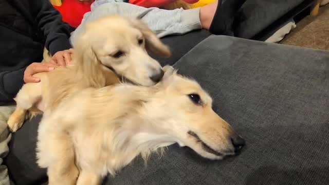 イチャイチャイチャイチャイチャイチャイチャイチャイチャイチャ🐶🐶💕
▼しまなみ介護タクシー🚕💨
「しまなみ介護タクシー」で検索🤳
https://www.kaigotaxis.com/
#介護タクシー #福祉タクシー #今治市 #ダックスフンド #介護福祉士