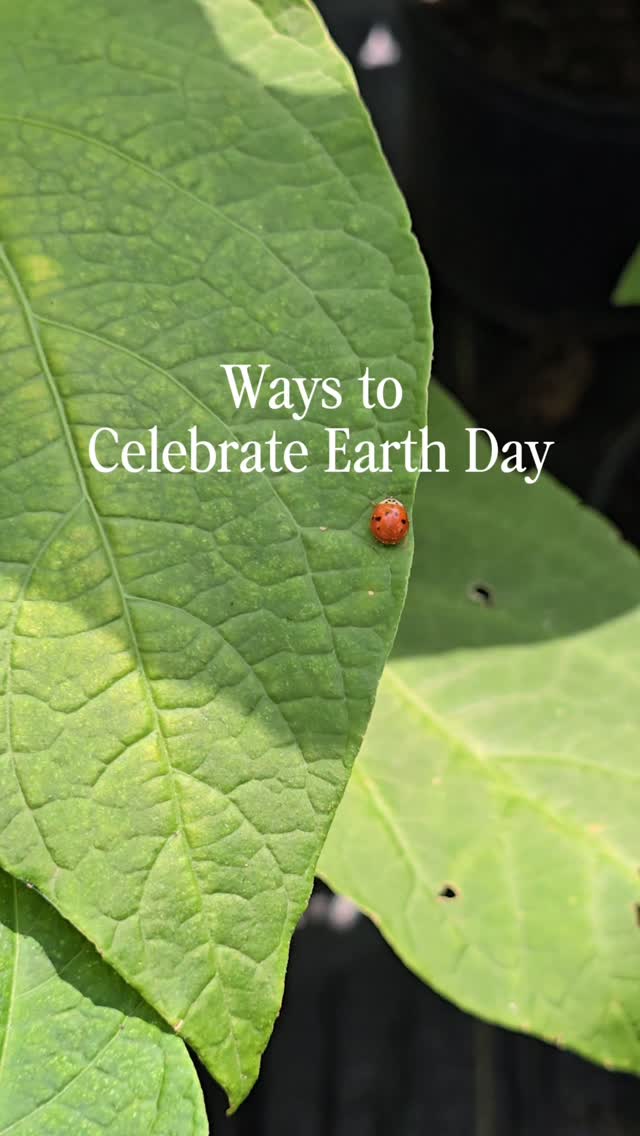 Happy Earth Day 🌎🌿
Little ways to celebrate, one plant at a time🌱
#beyondparadisenursery #earthday2026 #earthday #nature #gardencenter