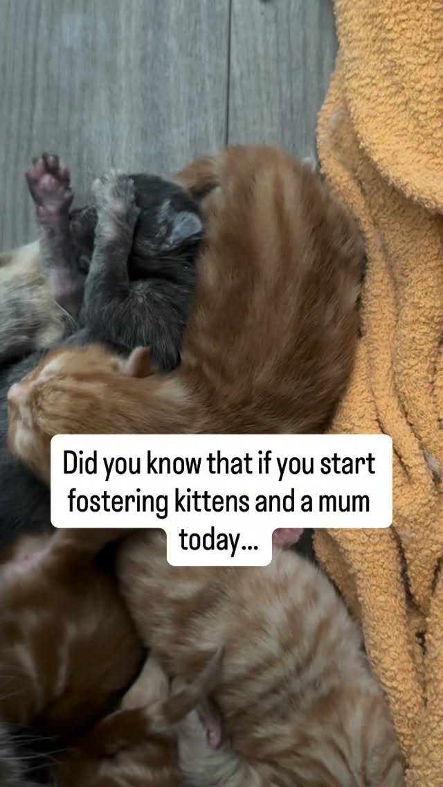 🐈⬛🐈 It is kitten season and this means we need fosterers to take in mums and kittens. LICK relies on a network of fosterers in East London to take in these little families, without fosterers they have to stay outside.
Fosterer responsiblities:
- Provide food and litter for kittens and mum
- Monitor kitten progress and bring up any concerns to the LICK team
- Keep the kittens in one room
- Share regular updates with the LICK team
- Provide lots of love and cuddles to socialise the kittens
- Commit to fostering kittens for around 14 weeks
LICK takes care of the adoption process, medical checks for the kittens and the mum.
Fostering mums with kittens helps reduce stress for cat mums, increases survival rate of the kittens and helps socialise the kittens for their forever homes ❤️✨✨
Apply to foster through the link in our bio or send us a message🙏
