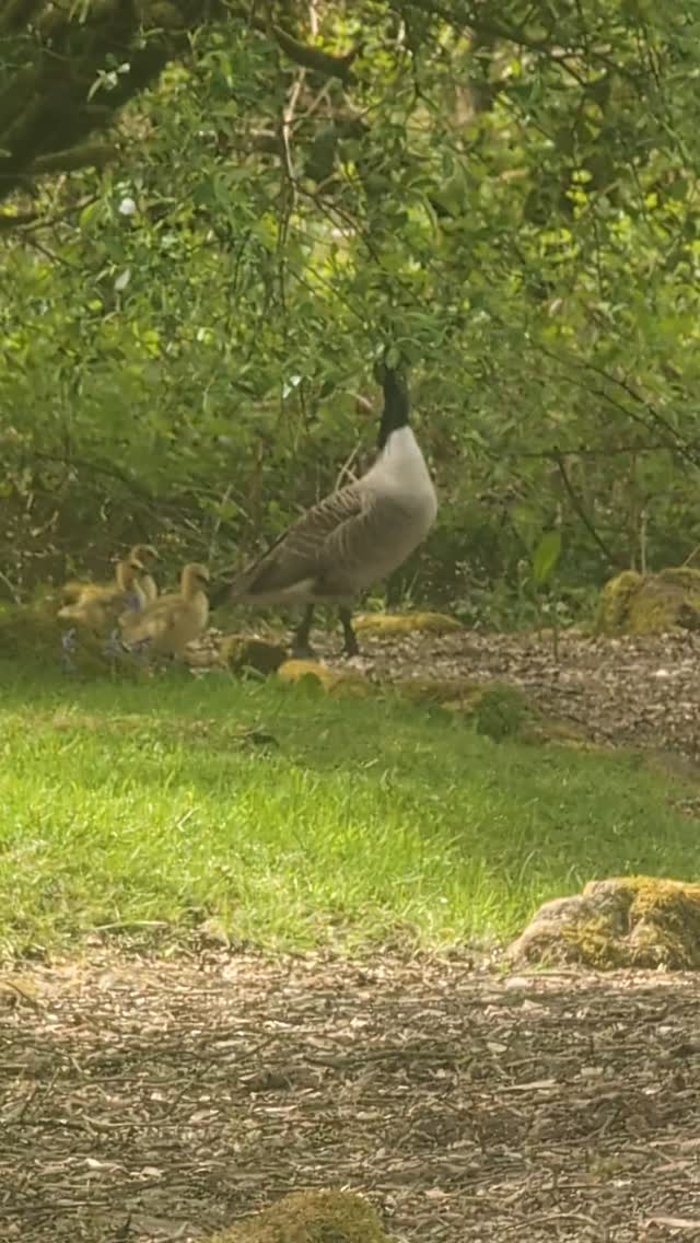Tiny feet, fluffy cheeks, and their own little security team 🐥🪿💛
#goslings #wildlife #nature #countrylife #animalrees