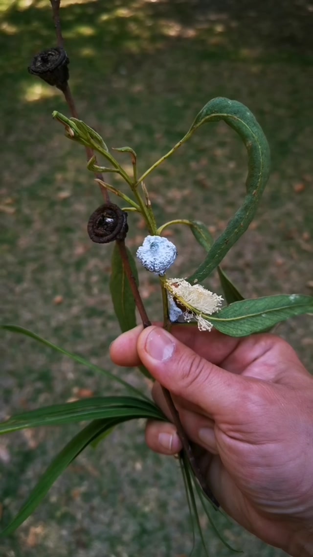 El Eucalipto (Eucaliptus globulus). Un árbol introducido del que se sabe que inhibe la supervivencia de otras especies por su territorialidad, pero ya estando y siendo parte, nada mejor que aprovechar sus beneficios y hacerle honor a esta especie.
#bosque #eucalipto #respira #herbolariamente #chapultepec